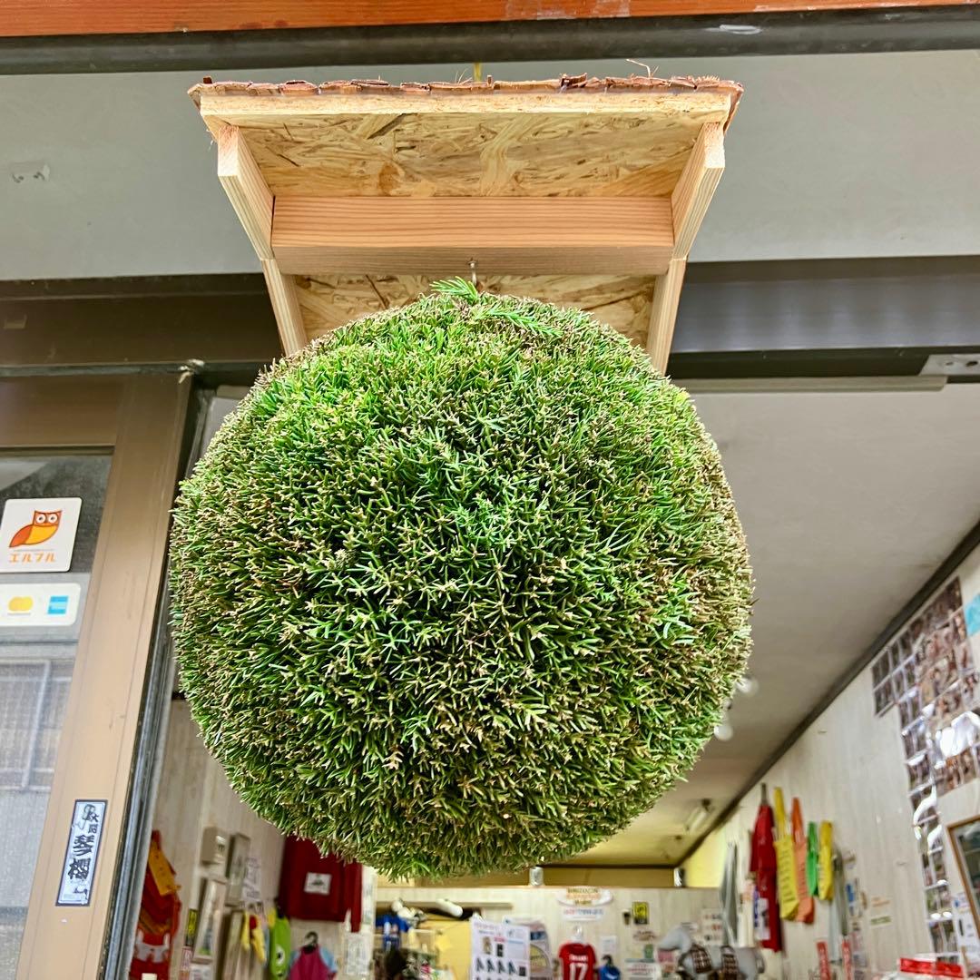 杉玉【屋根付き】③