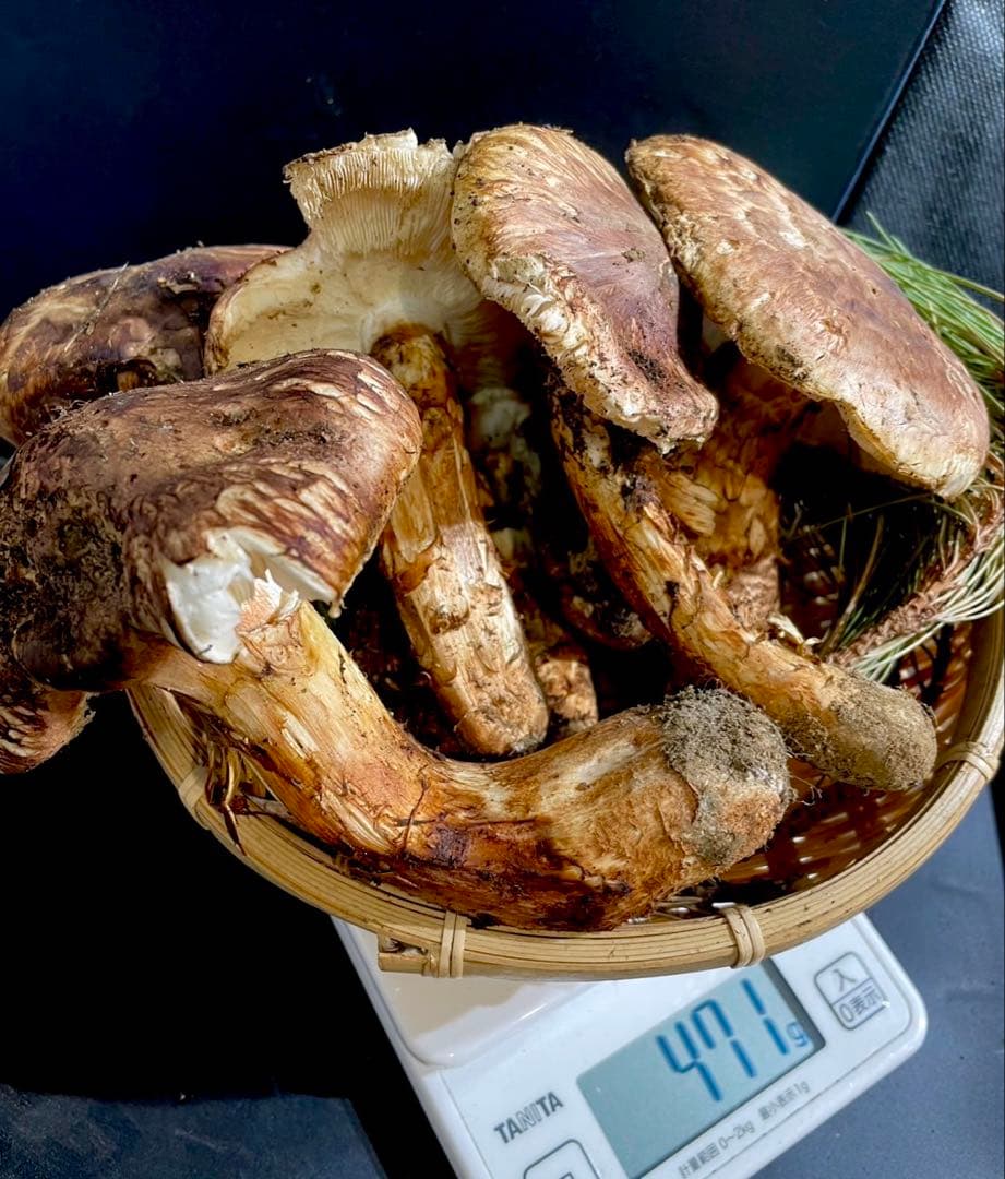 【大人気‼︎ 訳あり特価‼︎ 傘大量470g】 本日採れ‼︎ 松茸◆クール便発送◆