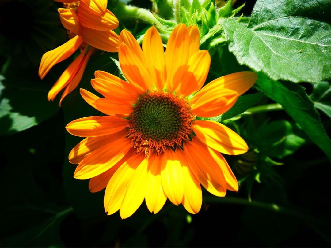 美品LEICA DG VARIO-ELMARIT 8-18mm/F2.8-4.0