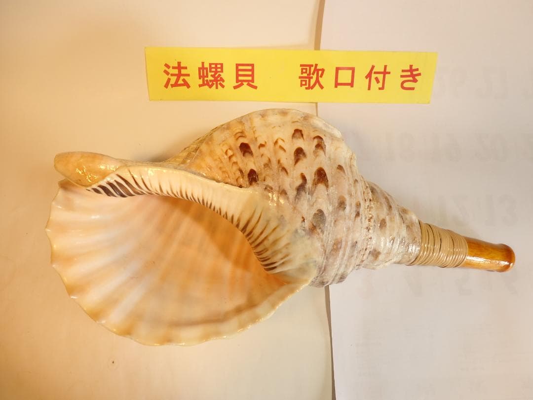 法螺貝 約41㎝ 木製歌口,新品 MH-467
