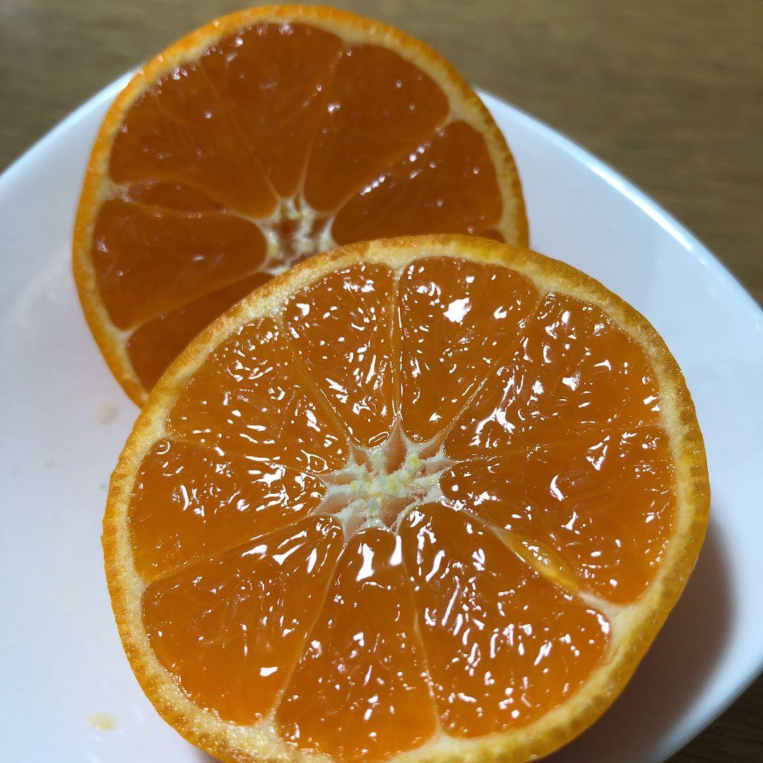 美味しいみかん！　2025年度お問い合わせ！