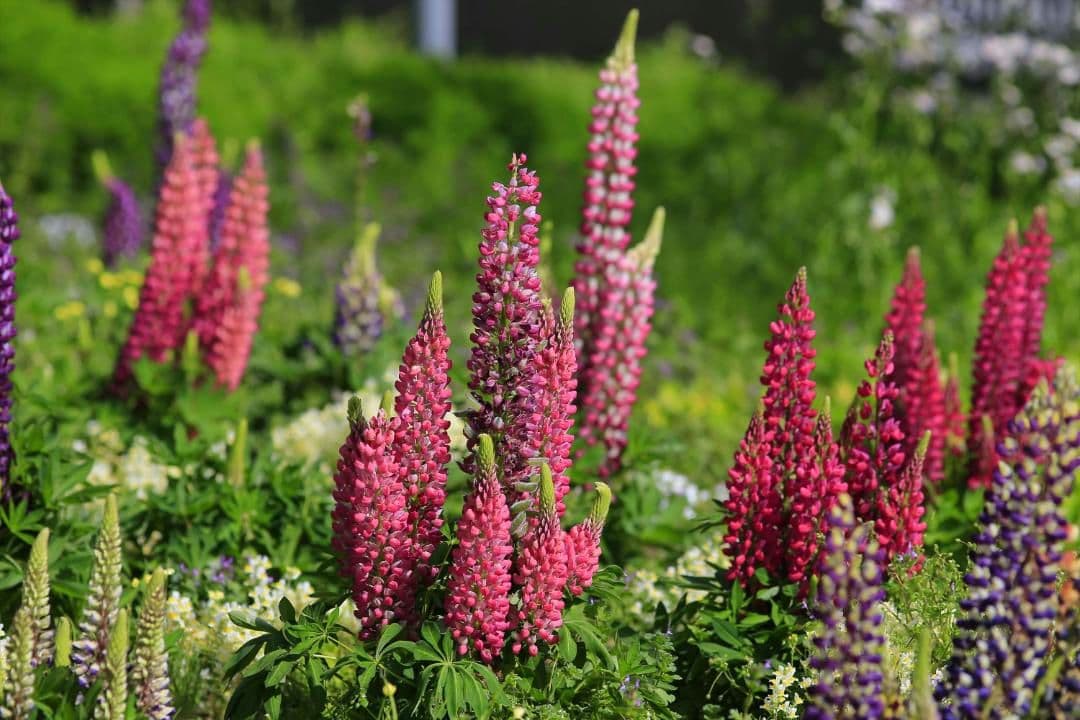 CANON EF200mm F2.8L USM 三脚座付