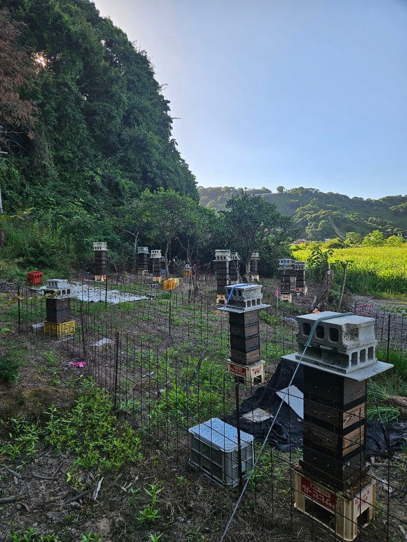 No.25　★日本蜜蜂のはちみつ★1200g(1瓶)