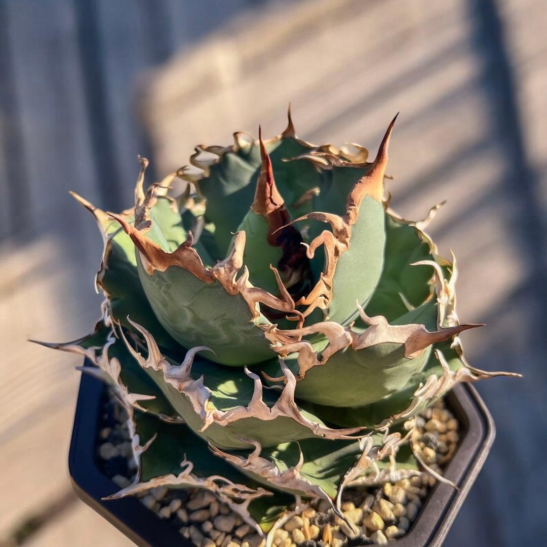 さ*良様 台湾　デニス020 大株