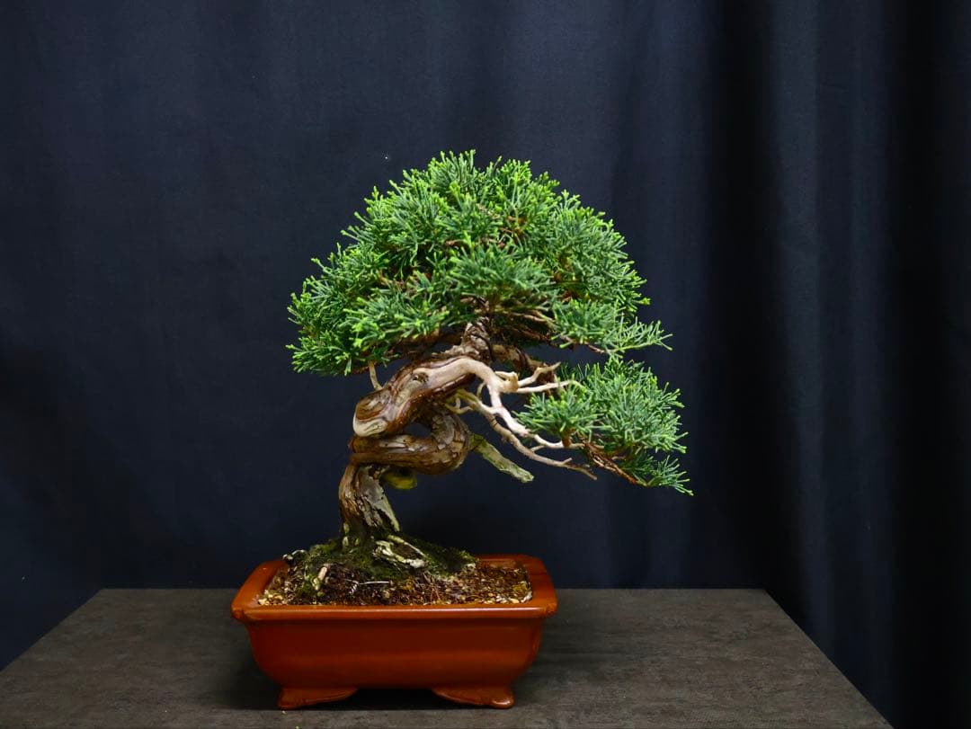 糸魚川真柏　逸品　捻転　シャリ芸　真柏　盆栽　貴風