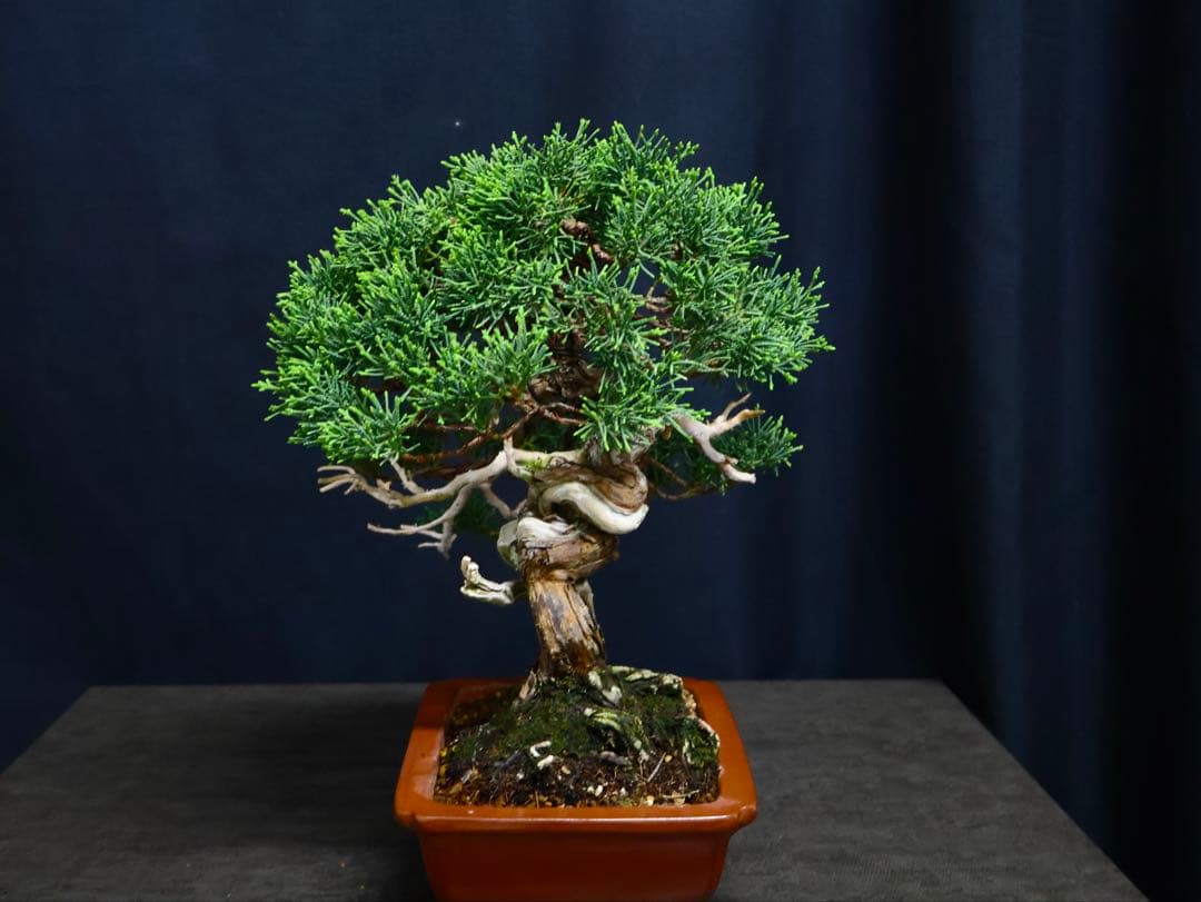糸魚川真柏　逸品　捻転　シャリ芸　真柏　盆栽　貴風