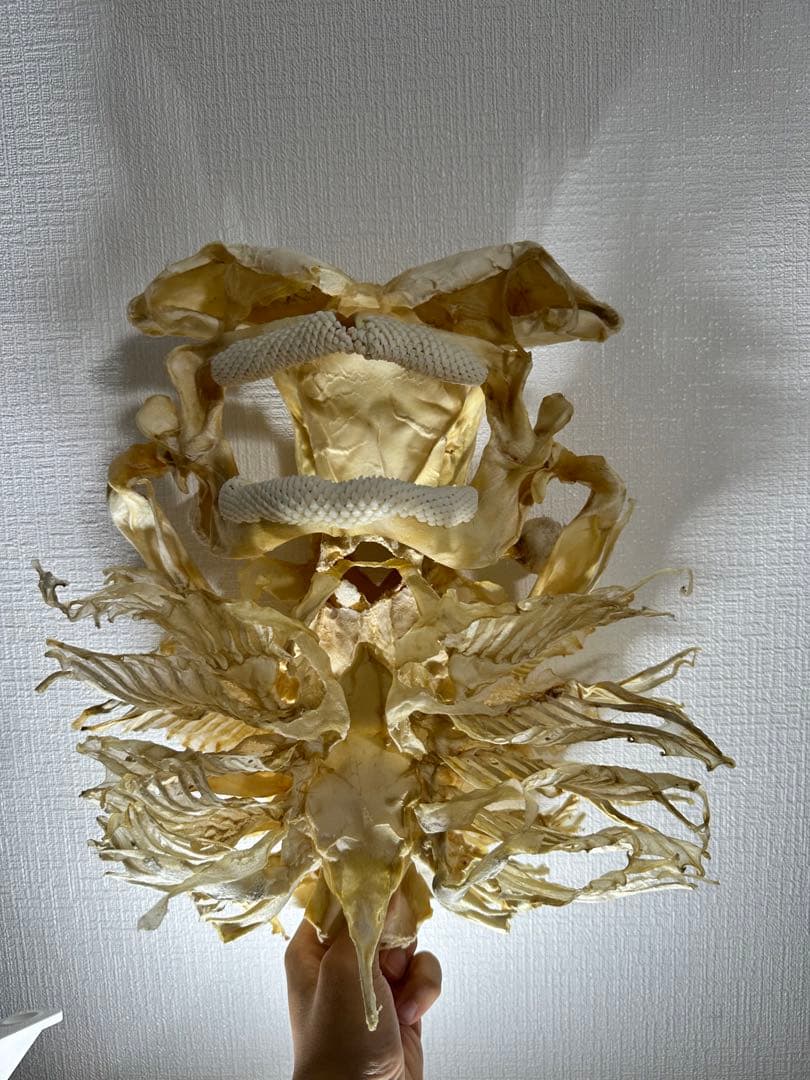 特大 ホシエイ 頭骨標本