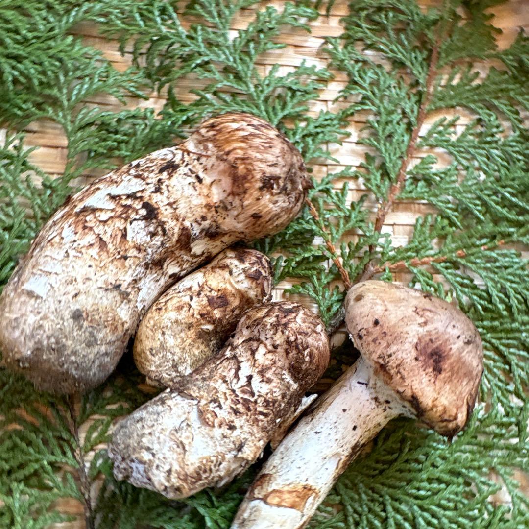 長野県南信州産‼️松茸 大小　4本セット 130g 10/24朝採れ