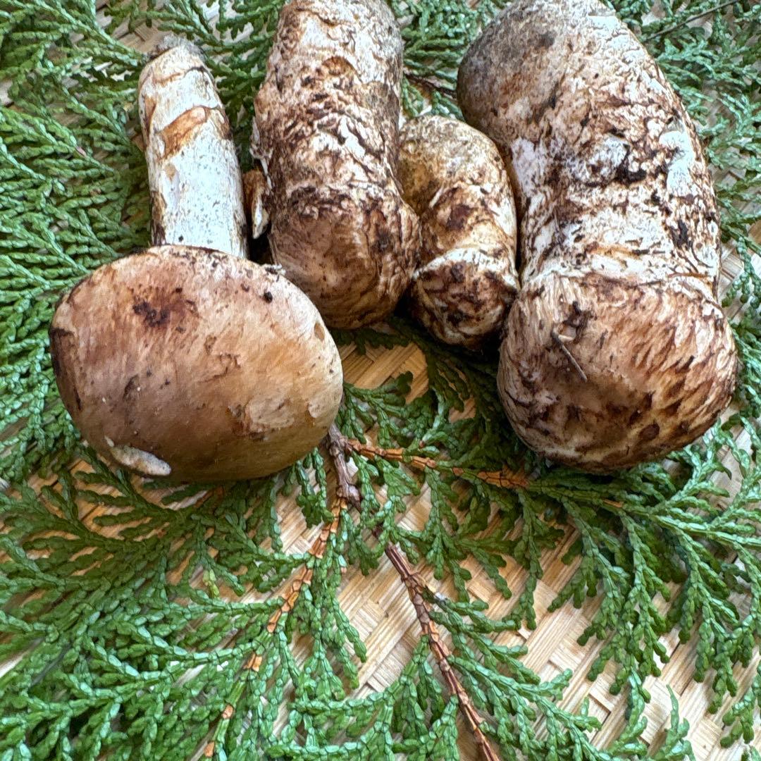 長野県南信州産‼️松茸 大小　4本セット 130g 10/24朝採れ