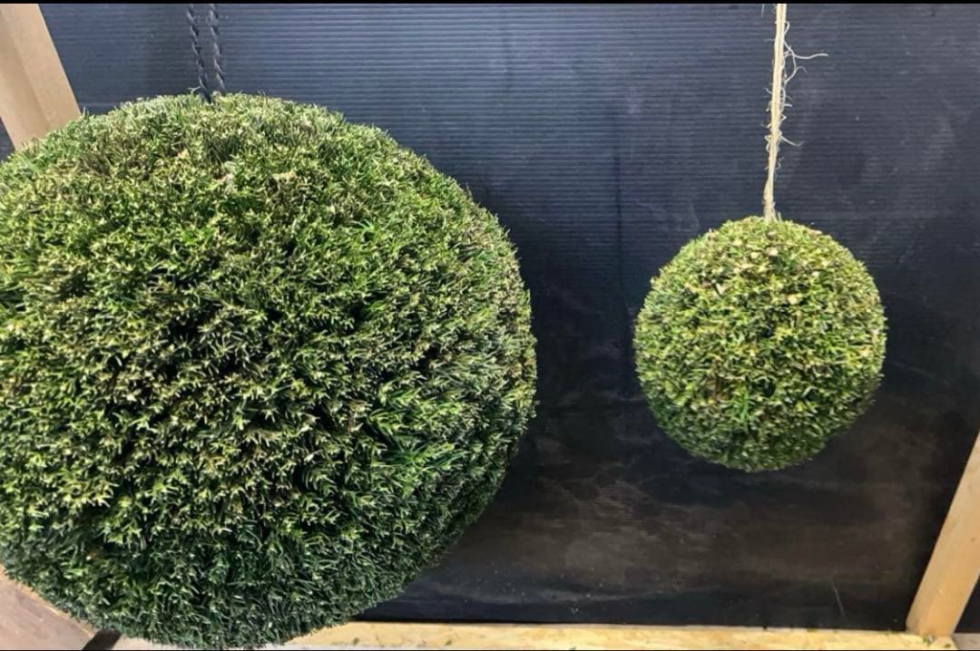 杉玉　約50センチ‼️お客様ご注文品♪