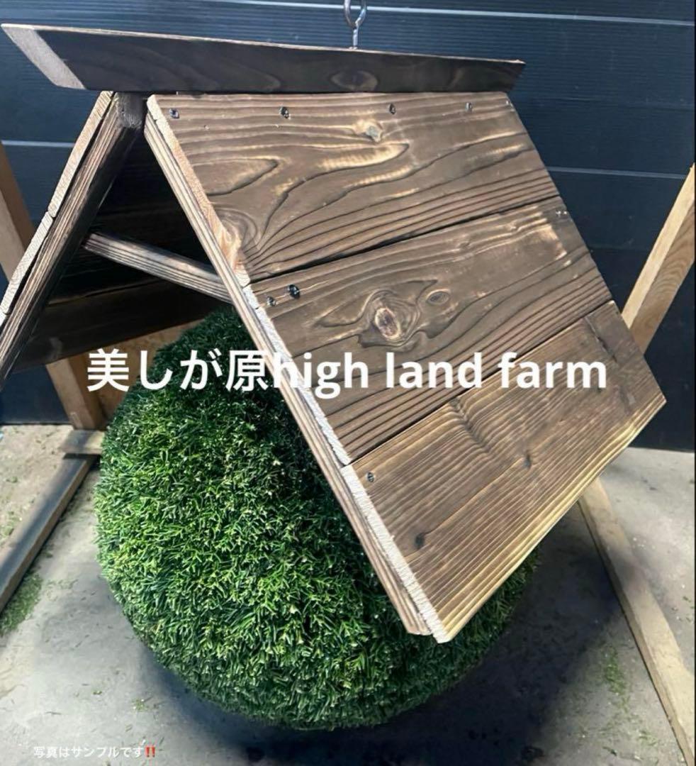 杉玉　約50センチ‼️お客様ご注文品♪