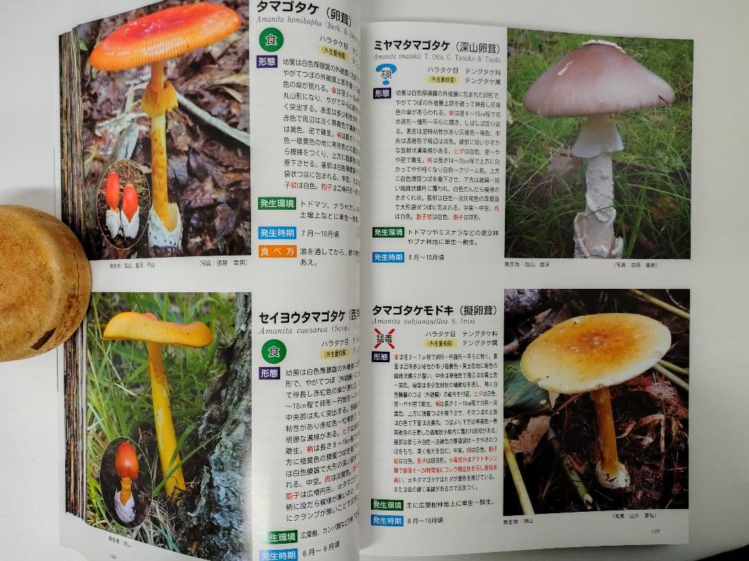 『藻岩山の森林と関わるきのこたち＆札幌近郊林のきのこ』大型本 完売本 稀覯本