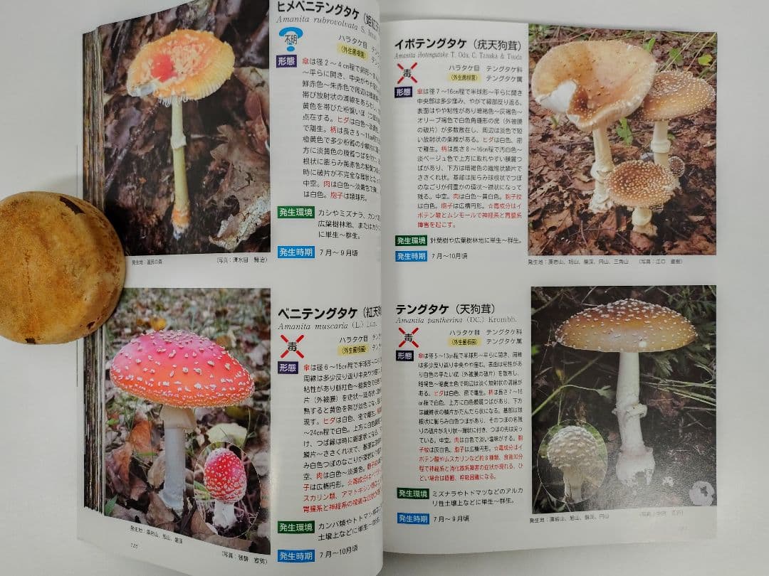 『藻岩山の森林と関わるきのこたち＆札幌近郊林のきのこ』大型本 完売本 稀覯本