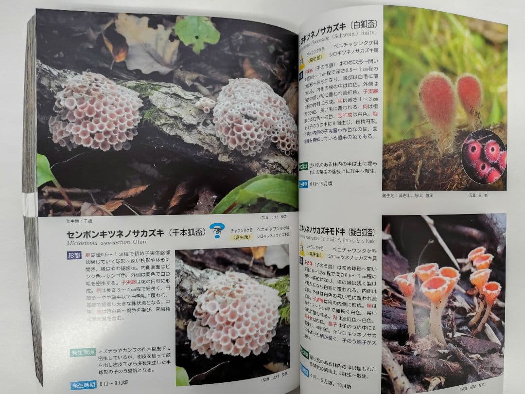 『藻岩山の森林と関わるきのこたち＆札幌近郊林のきのこ』大型本 完売本 稀覯本