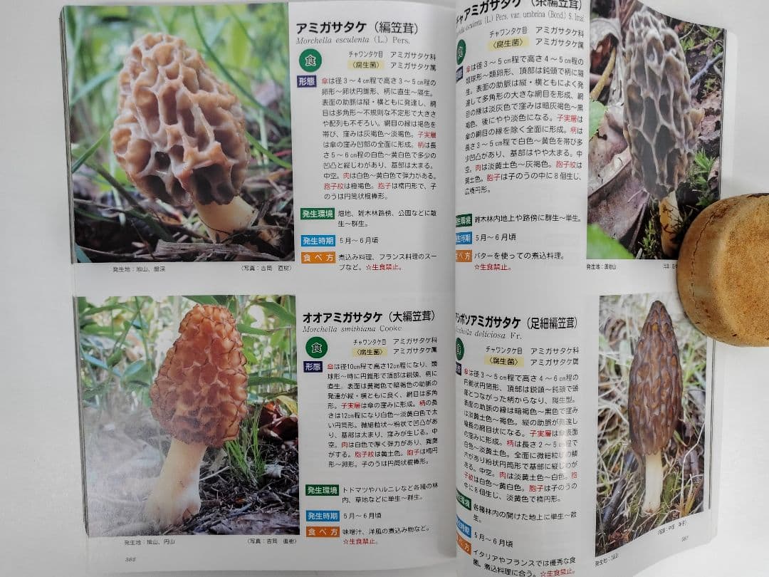 『藻岩山の森林と関わるきのこたち＆札幌近郊林のきのこ』大型本 完売本 稀覯本