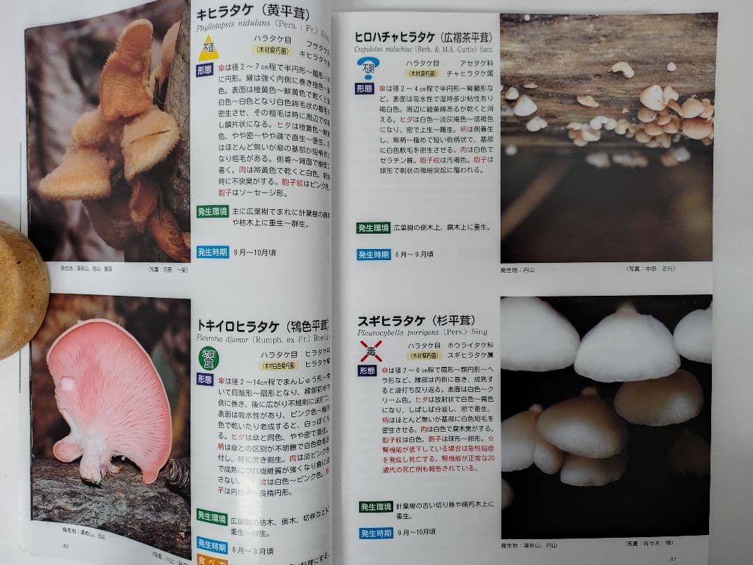 『藻岩山の森林と関わるきのこたち＆札幌近郊林のきのこ』大型本 完売本 稀覯本