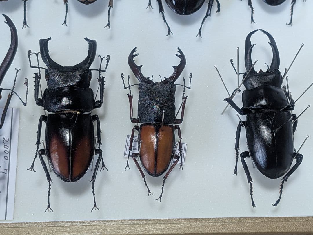 標本まとめ売り　クワガタ11匹