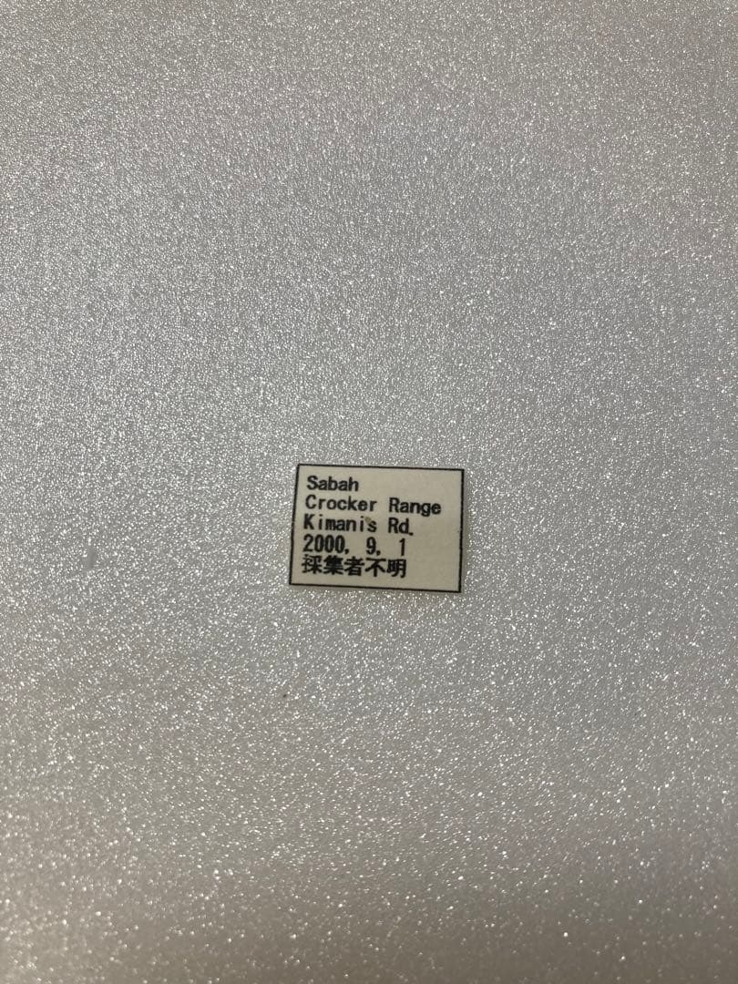 【1ペア】アケロンアゲハ（ボルネオ島産）