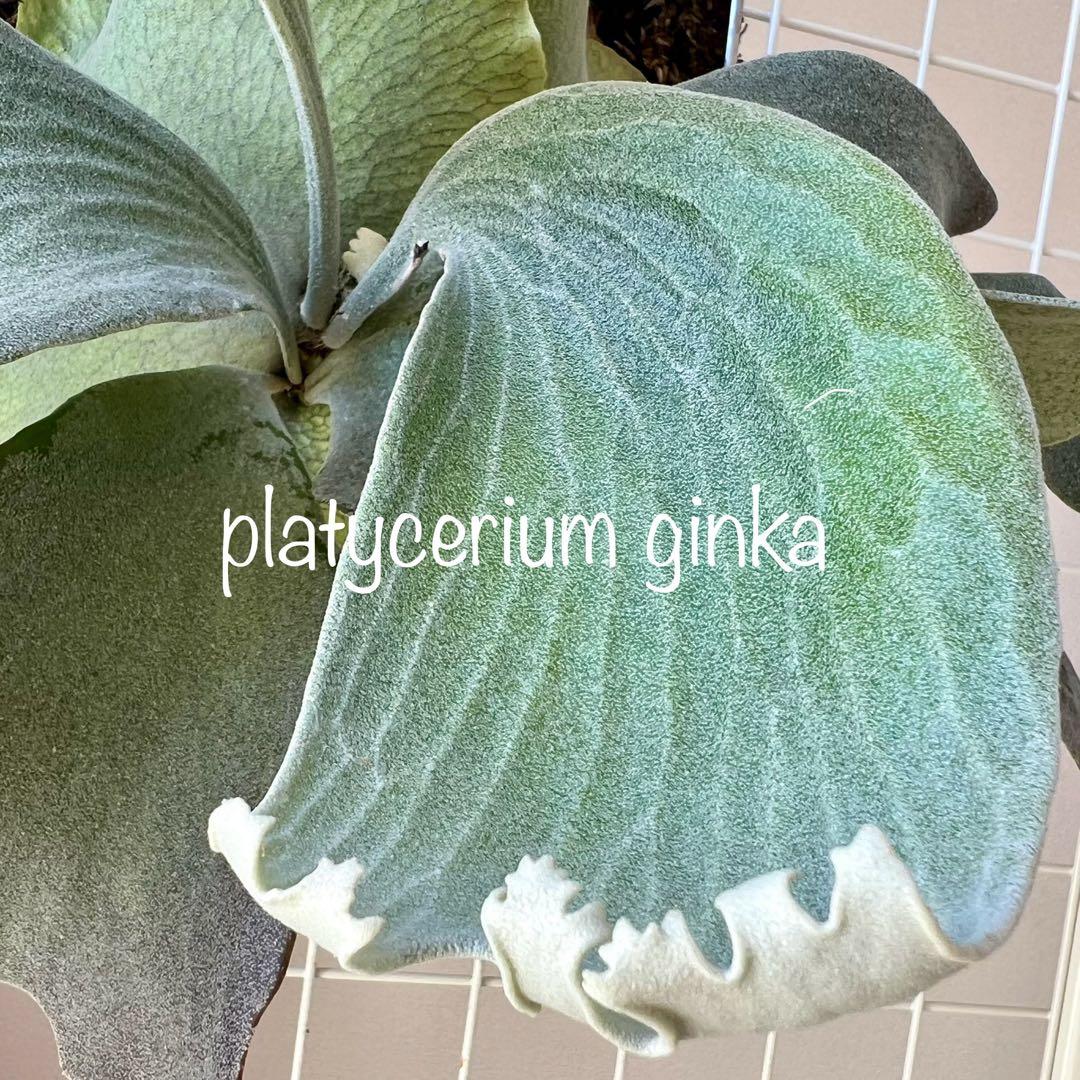 OC子株 platycerium ginka 銀華 pup ギンカ62ビカクシダ