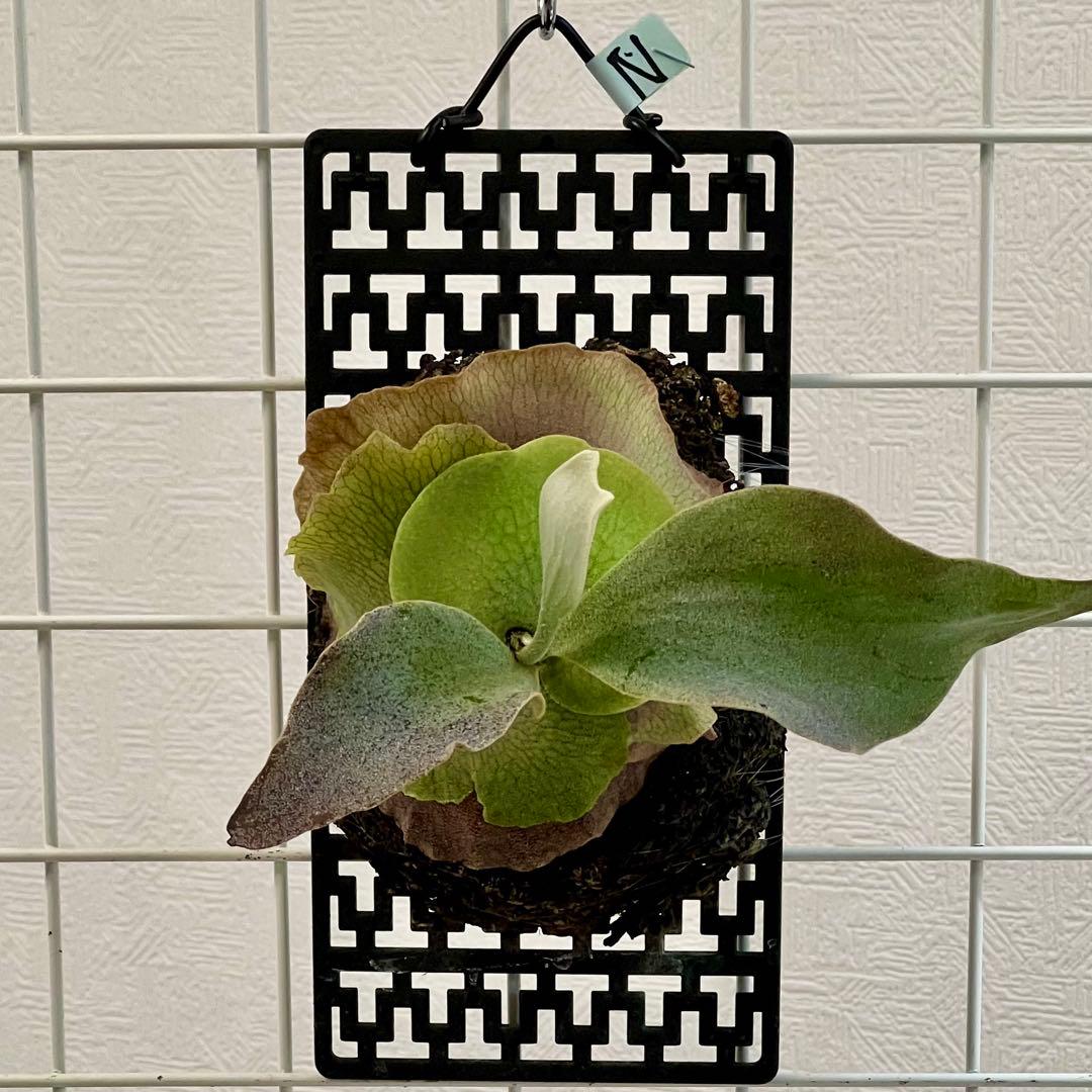 OC子株 platycerium ginka 銀華 pup ギンカ62ビカクシダ