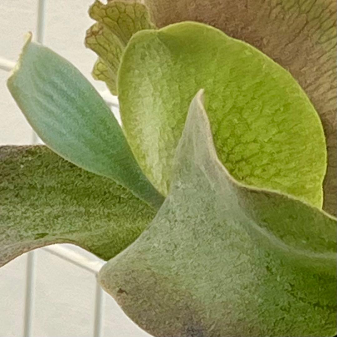 OC子株 platycerium ginka 銀華 pup ギンカ62ビカクシダ