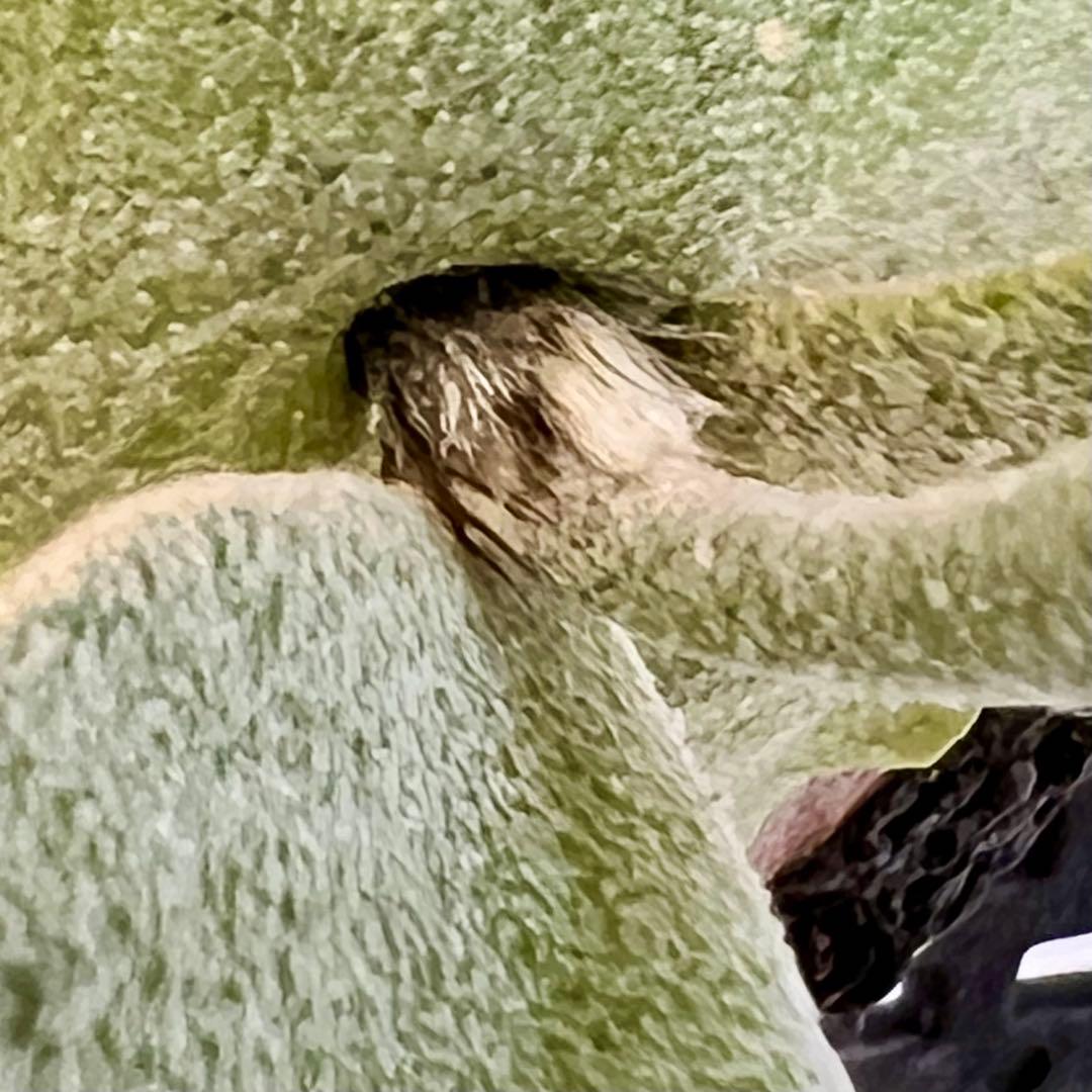 OC子株 platycerium ginka 銀華 pup ギンカ62ビカクシダ