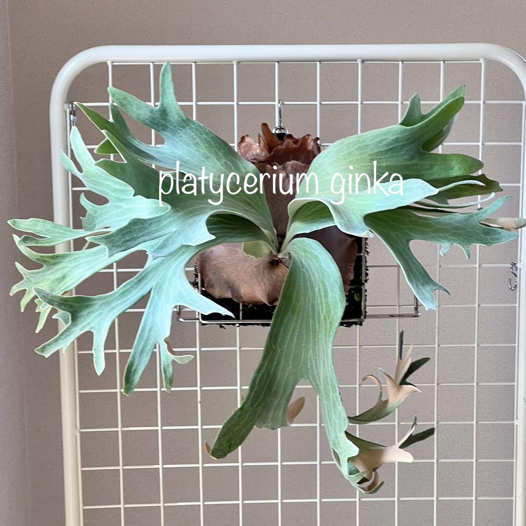 OC子株 platycerium ginka 銀華 pup ギンカ62ビカクシダ