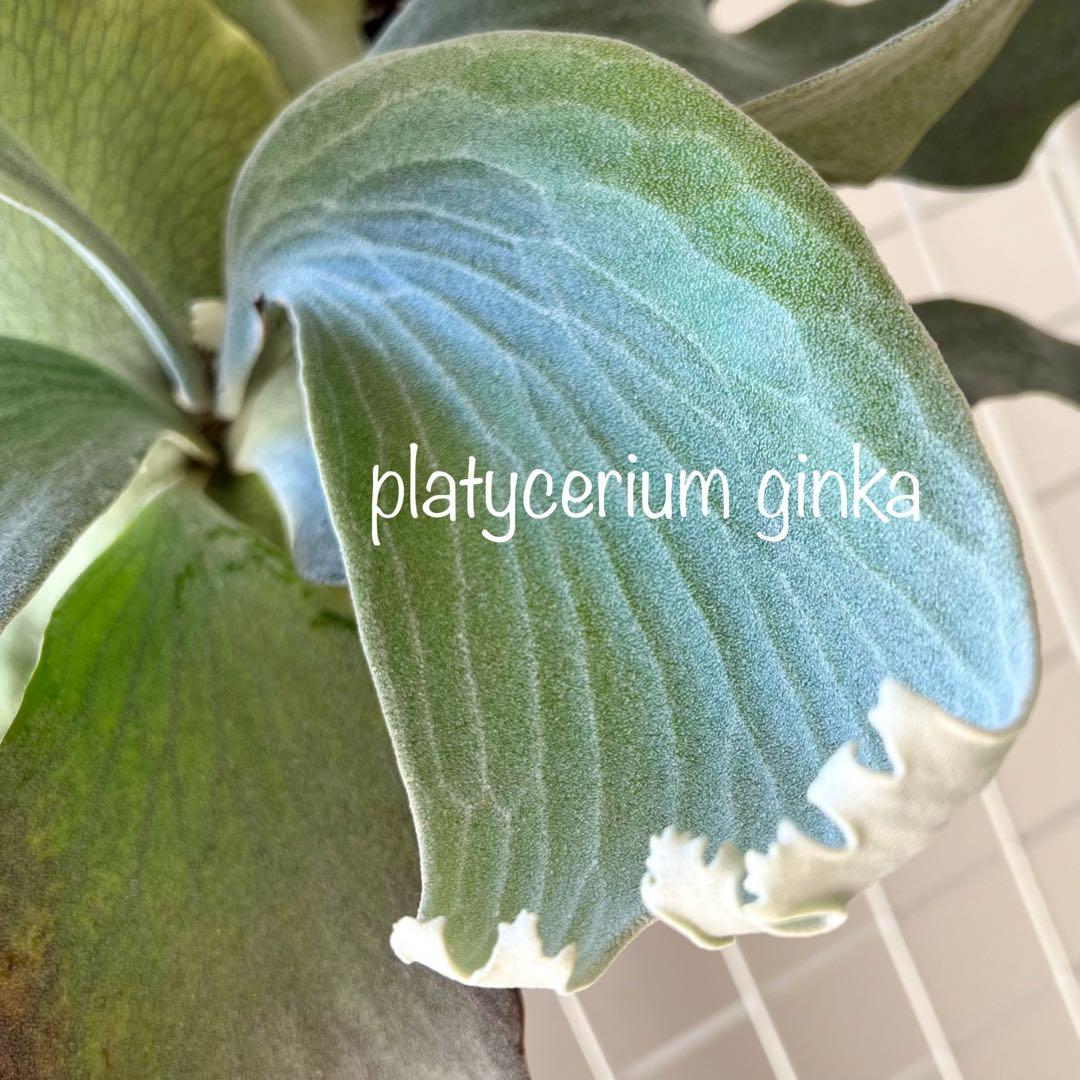 OC子株 platycerium ginka 銀華 pup ギンカ62ビカクシダ