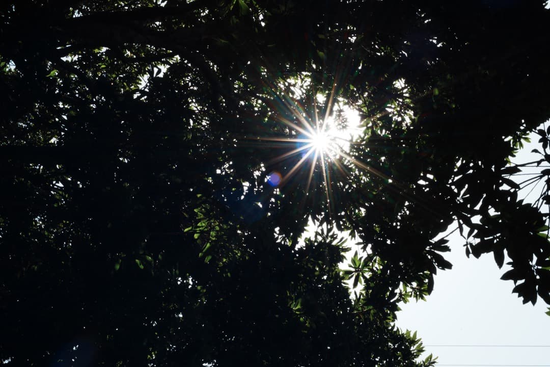 【極美品】ニコン Ai-s Micro-Nikkor 55mm F2.8 523