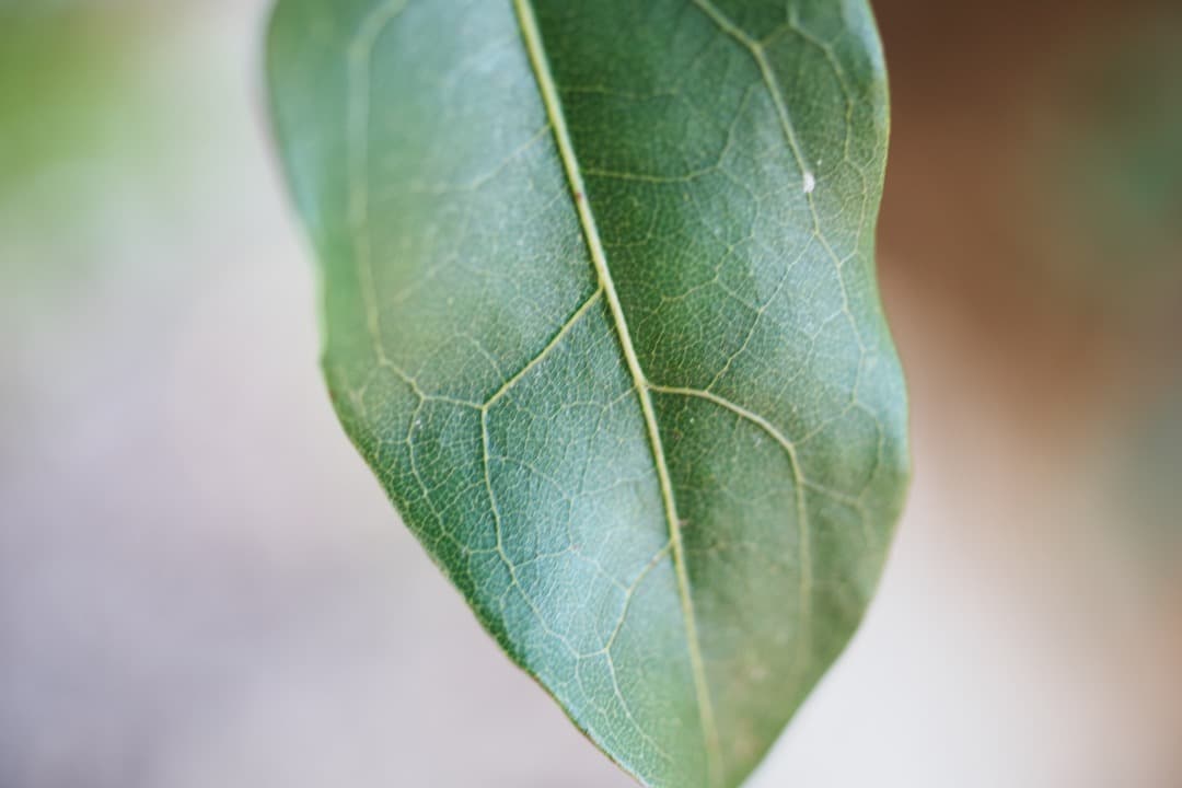 【極美品】ニコン Ai-s Micro-Nikkor 55mm F2.8 523