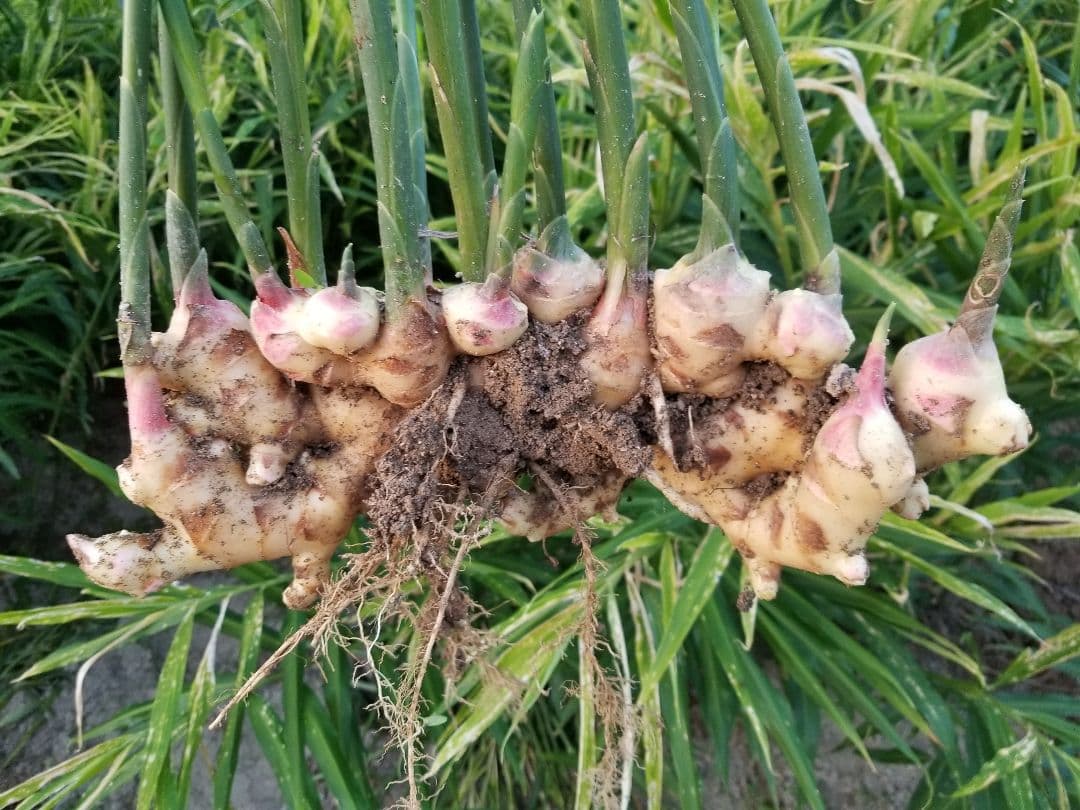 UZU 新生姜2,6kg 古根2,6kg 農薬肥料不使用 熊本県産