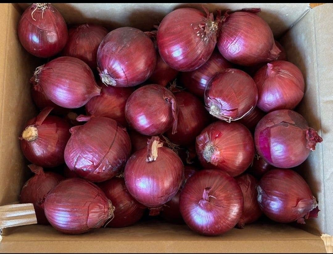 赤玉ねぎ S~M サイズ 箱込み 20 キロ