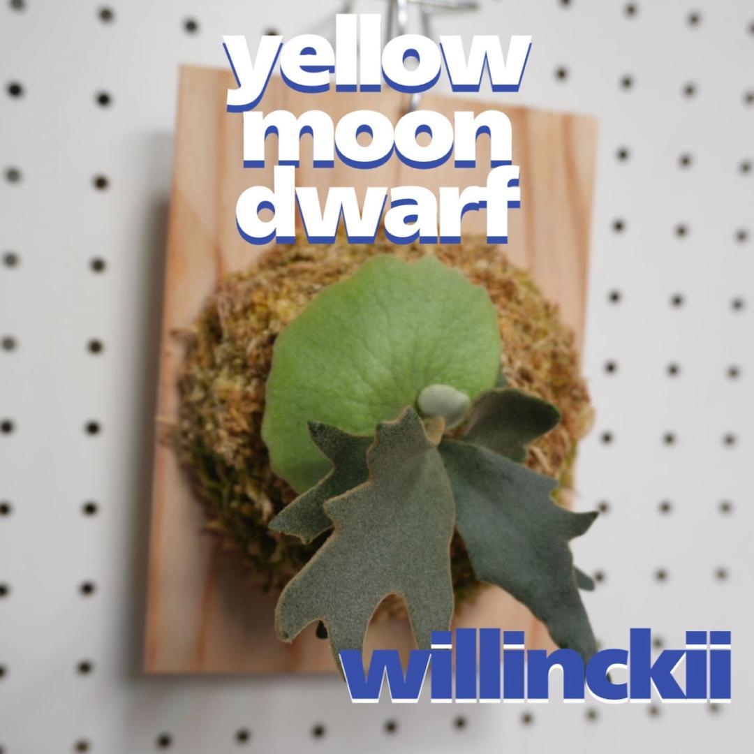 ビカクシダ YMDS ウィリンキー系 イエロームーンドワーフ　スポア Y-3