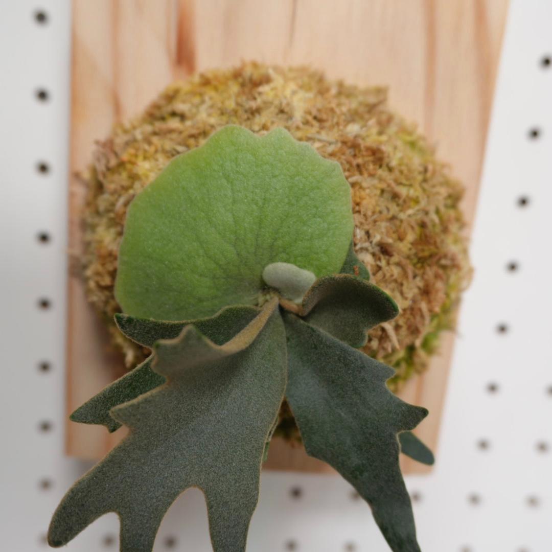 ビカクシダ YMDS ウィリンキー系 イエロームーンドワーフ　スポア Y-3