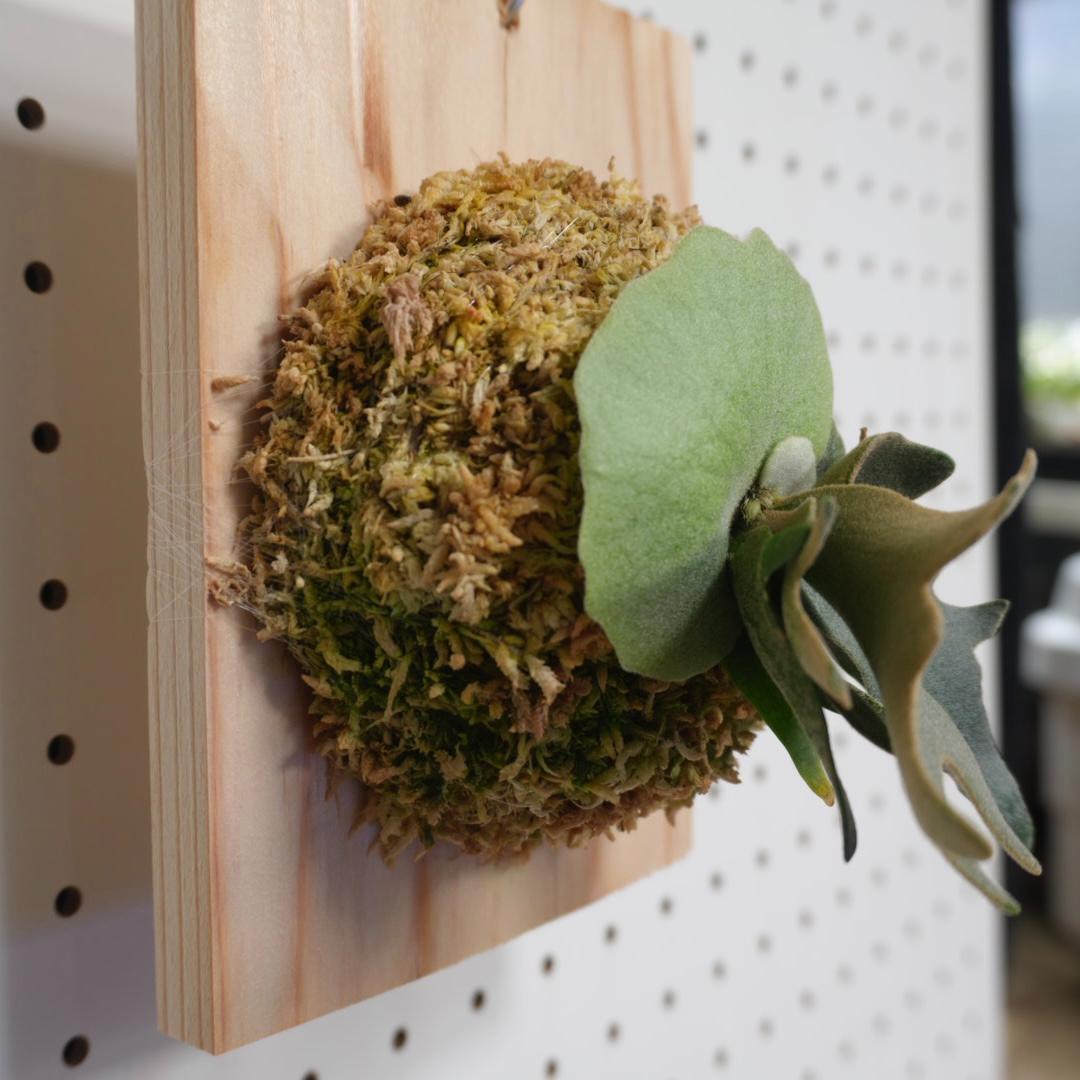 ビカクシダ YMDS ウィリンキー系 イエロームーンドワーフ　スポア Y-3