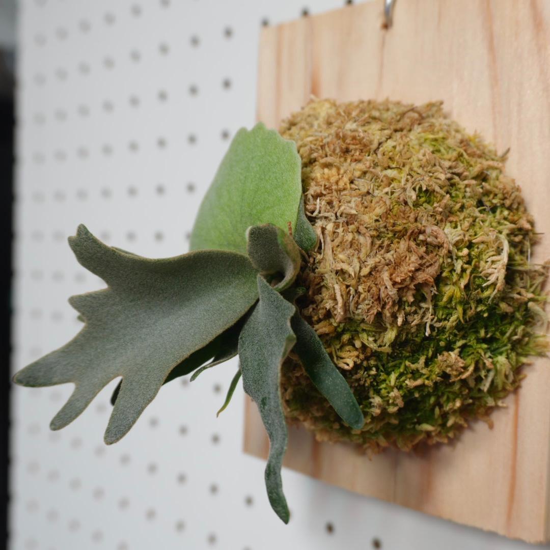 ビカクシダ YMDS ウィリンキー系 イエロームーンドワーフ　スポア Y-3