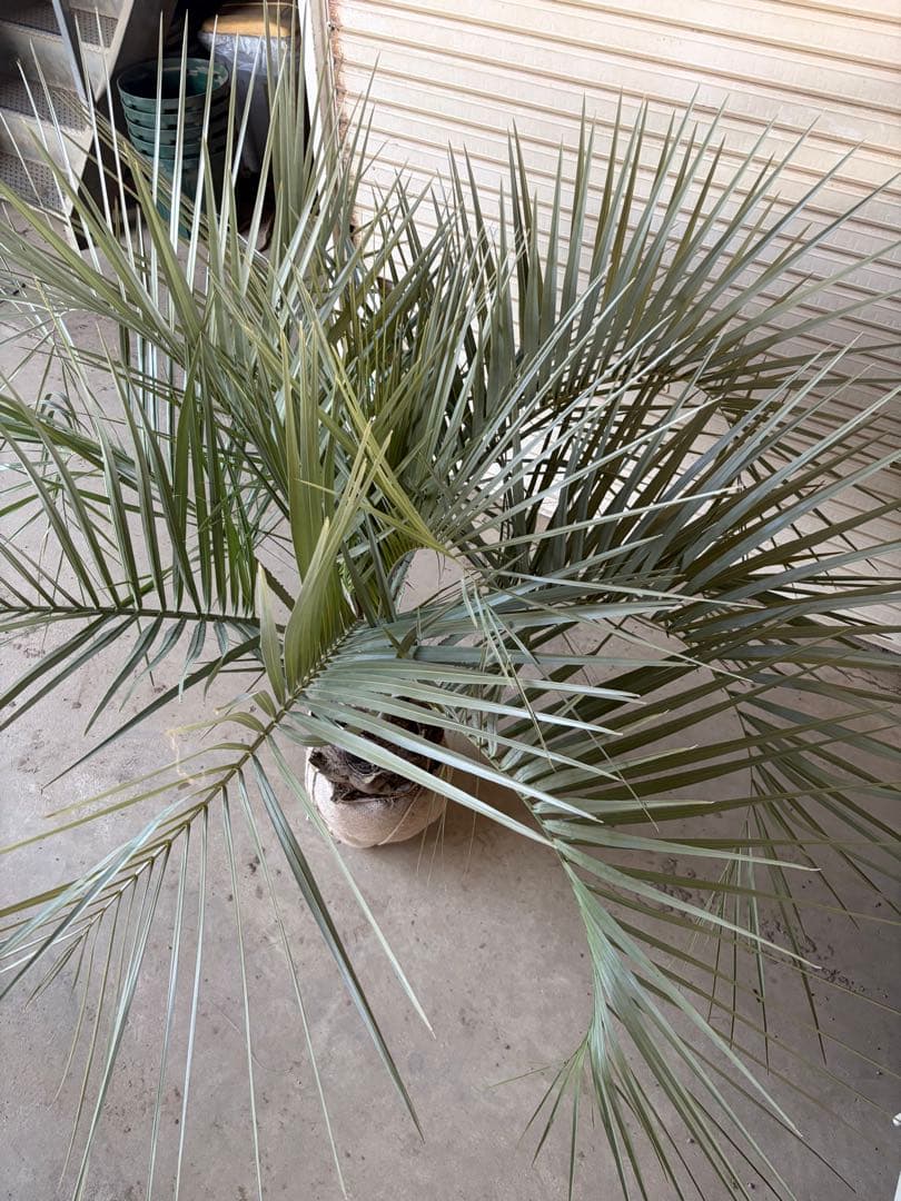 ココスヤシ　特大 幅200cm 高さ130cm