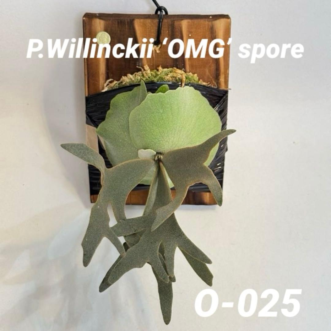 M*c様 ◆ P.Willinckii ‘OMG’ spore（O-025）