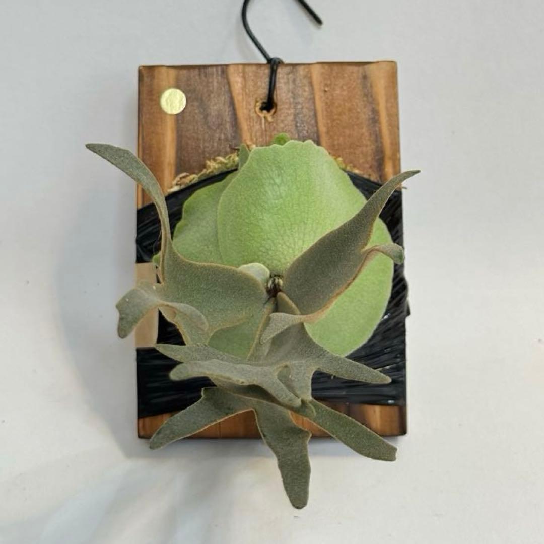 M*c様 ◆ P.Willinckii ‘OMG’ spore（O-025）