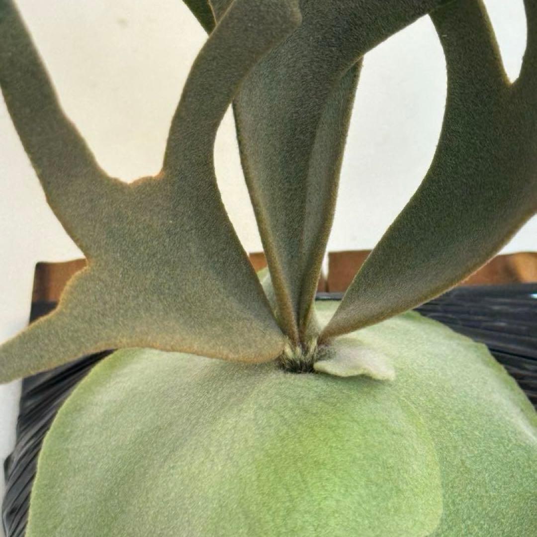 M*c様 ◆ P.Willinckii ‘OMG’ spore（O-025）