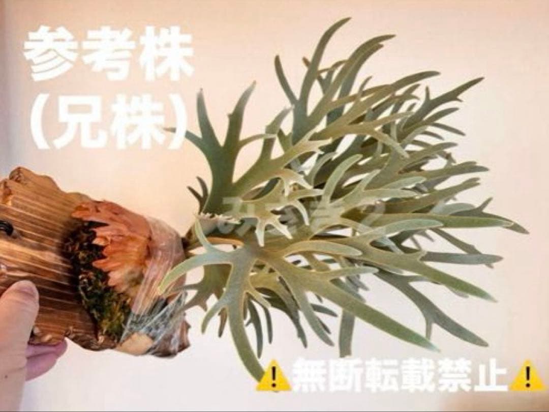 M*c様 ◆ P.Willinckii ‘OMG’ spore（O-025）