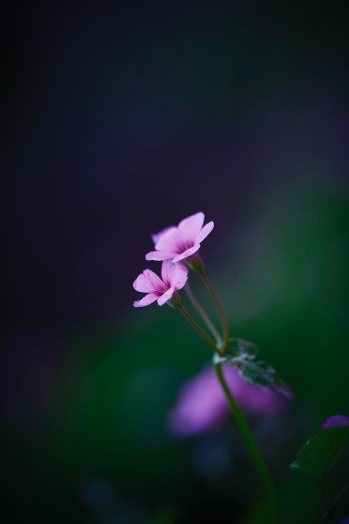 レンズ(単焦点) FUJIFILM XF90mm F2 R LM WR