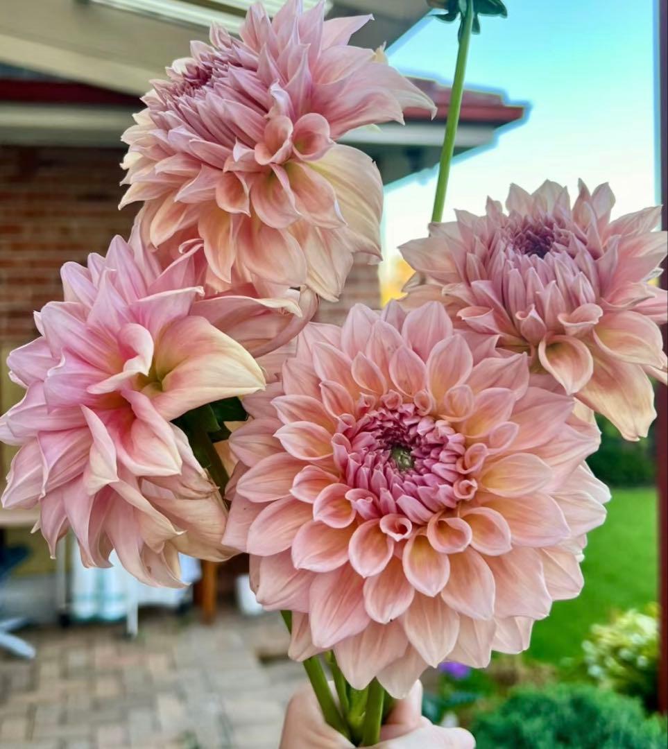 ダリア　球根(3)超レア　カフェ・○・レ