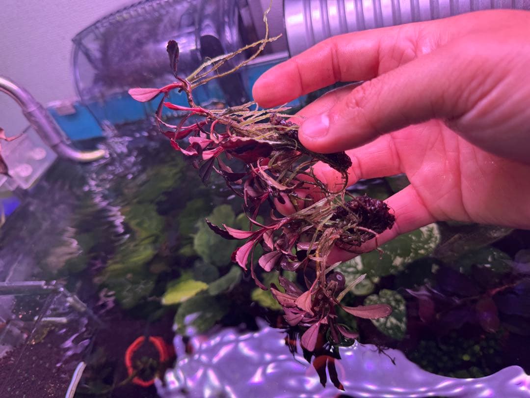 は*る様 ブセファランドラ Neo 2015 ― 大株　群生株　15株程度