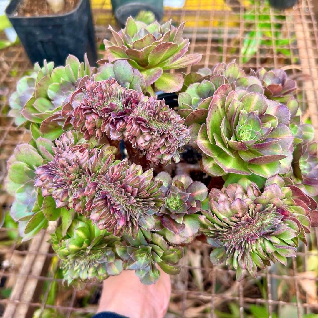 確認専用‼️アエオニウム　コレクション