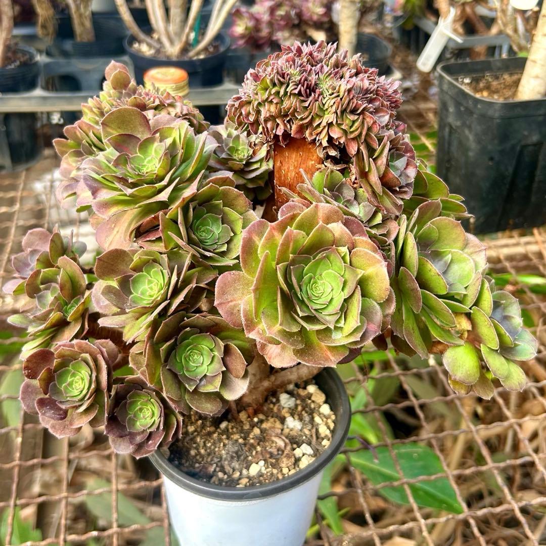 確認専用‼️アエオニウム　コレクション