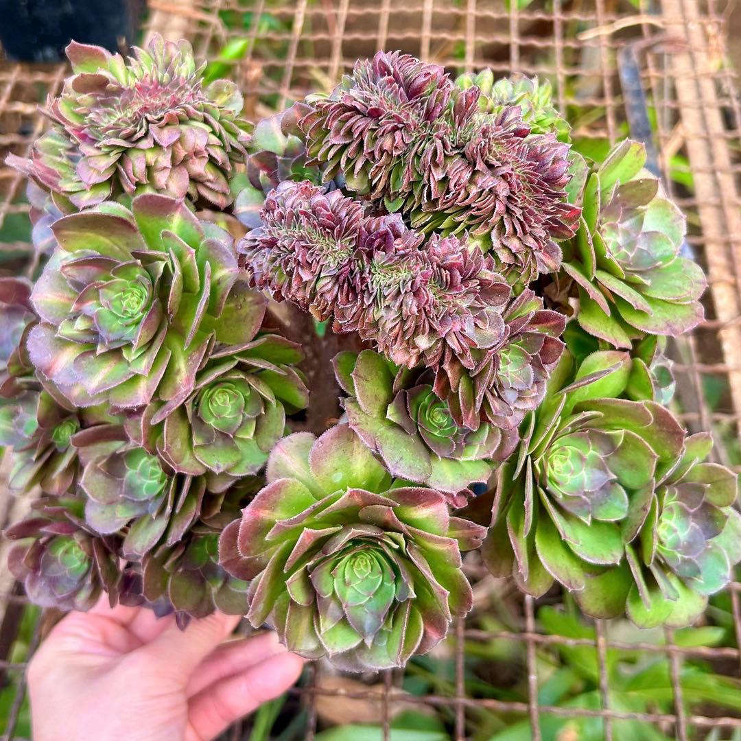 確認専用‼️アエオニウム　コレクション