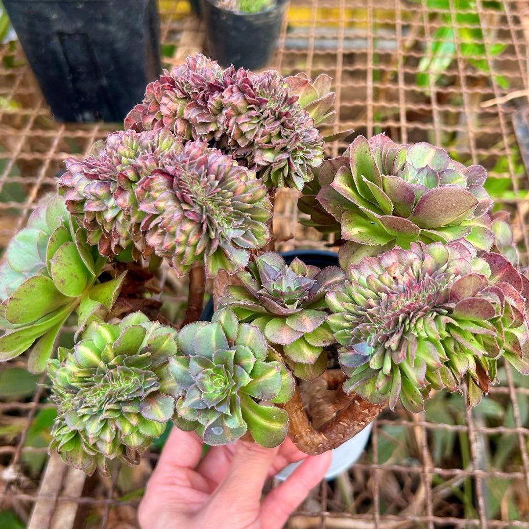 確認専用‼️アエオニウム　コレクション