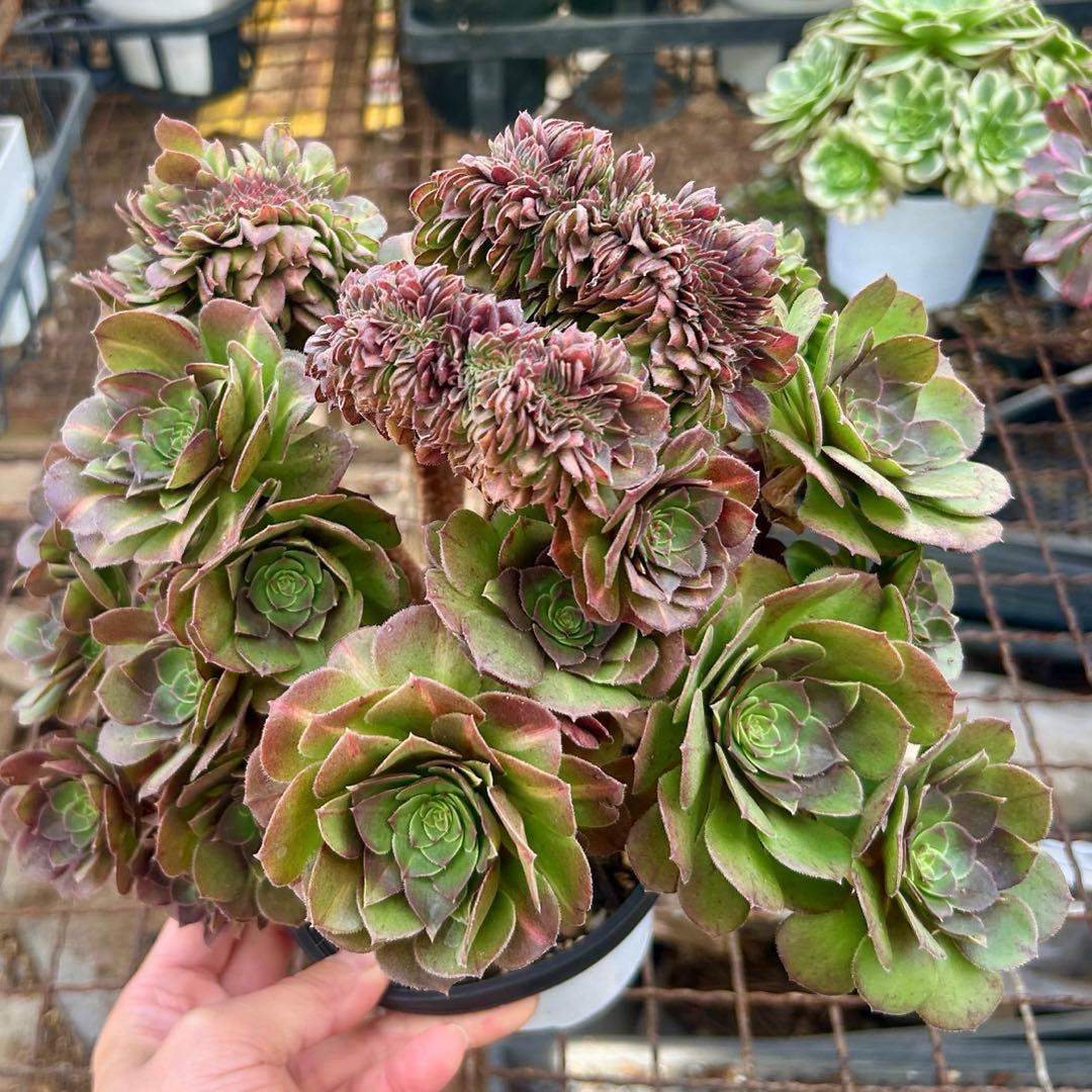 確認専用‼️アエオニウム　コレクション