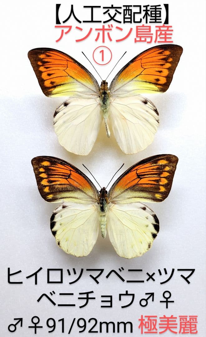 【人工交配種】ヒイロツマベニ×ツマベニ♂♀標本★アンボン島産★唯一無二個体